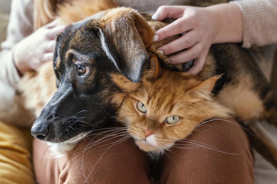 Sociabilidad y confianza entre tu mascota y tú'