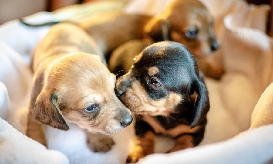 Evento para tu cachorro en Don Perro todos los domingos'