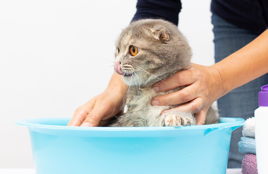 El mejor baño para tu gato'