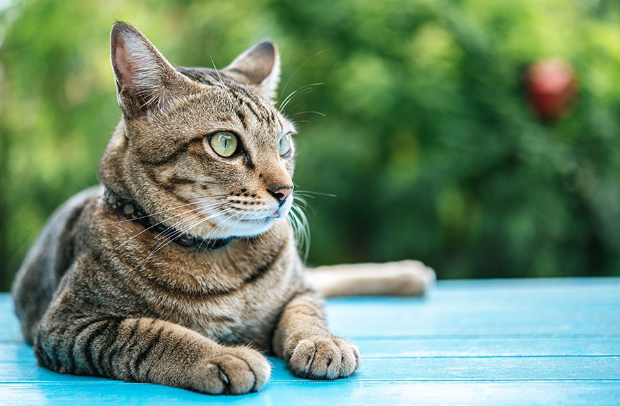 Como elegir guardería para mi gato'