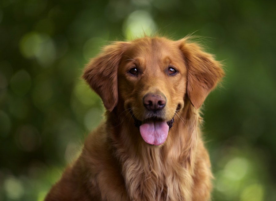 ¿Cómo evitar que mi perro engorde?'